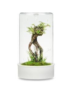 Terrario de Cerámica con Vidrio para Suculentas 24.4 cm