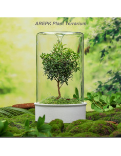 Terrario de Cerámica con Vidrio para Suculentas 24.4 cm 2