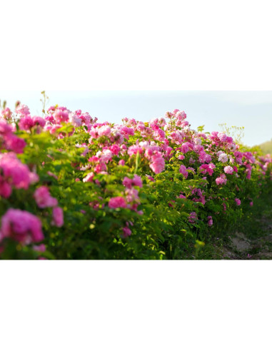 Aceite Esencial de Rosa Orgánico Essences Bulgaria 3ml 100% Puro