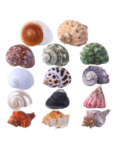 Conchas de Cangrejo Ermitaño 14PCS PPCLION Tamaños 2.54-8.89cm