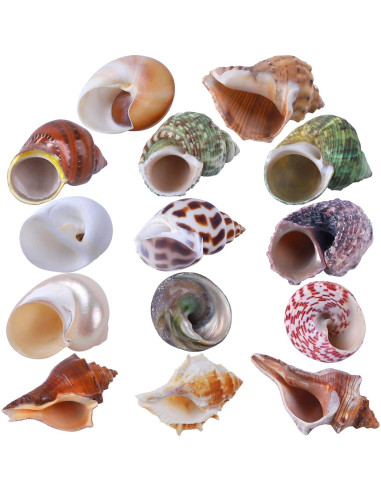 Conchas de Cangrejo Ermitaño 14PCS PPCLION Tamaños 2.54-8.89cm