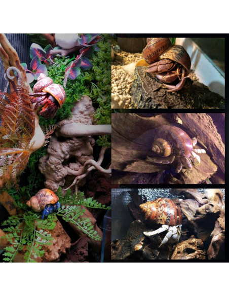 Conchas de Cangrejo Ermitaño 14PCS PPCLION Tamaños 2.54-8.89cm