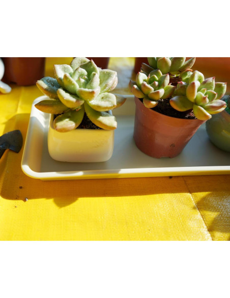 Paquete de 6 bandejas de goteo VUWEZ para plantas 27.94x15.24cm beige