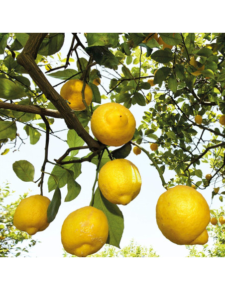 Desodorante Roll-On Weleda 24 Horas Cítrico 50 ml