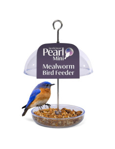 Comedero para Bluebird Jacobi Jayne Pearl Mini - Gusanos de la Harina