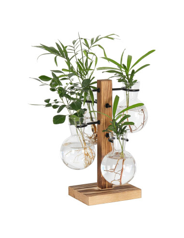 Kit de Terrarios de Plantas Hongsheng con 4 Jarrones de Vidrio