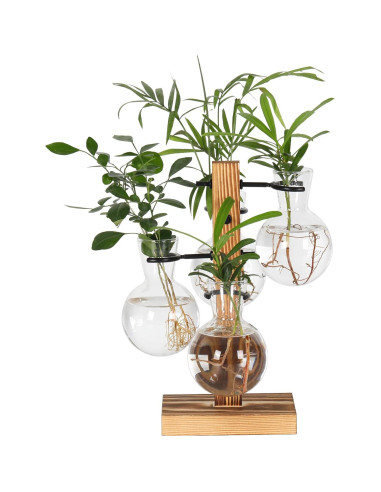 Kit de Terrarios de Plantas Hongsheng con 4 Jarrones de Vidrio