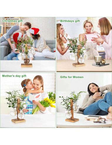 Kit de Terrarios de Plantas Hongsheng con 4 Jarrones de Vidrio