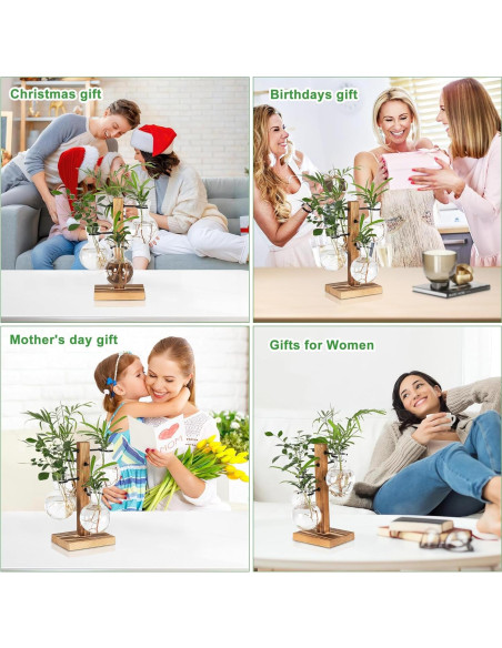 Kit de Terrarios de Plantas Hongsheng con 4 Jarrones de Vidrio