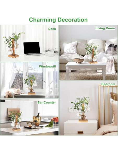 Kit de Terrarios de Plantas Hongsheng con 4 Jarrones de Vidrio