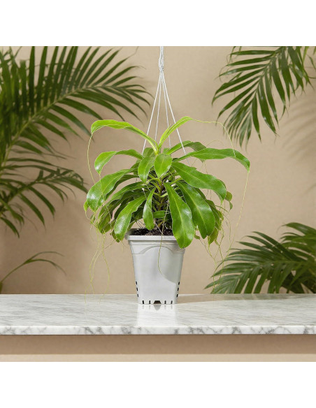 Maceta Cuadrada Gyfofix Gris-Blanco 25.4 cm con Drenaje Maceta Cuadrada Gyfofix Gris-Blanco 25.4 cm con Drenaje