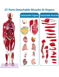 Modelo de Anatomía Humana de Músculos SOEPOTIX 27 Piezas 83.82 cm 2