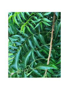 Hojas de Neem Frescas 50 Unidades Goodluck Ganesha