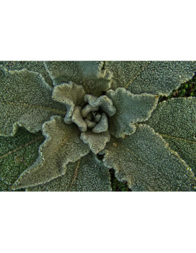 Té de Hoja de Mullein 100% Natural Verbascum Thapsus 30g