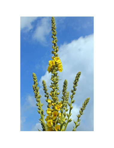 Té de Hoja de Mullein 100% Natural Verbascum Thapsus 30g