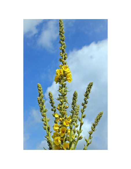 Té de Hoja de Mullein 100% Natural Verbascum Thapsus 30g