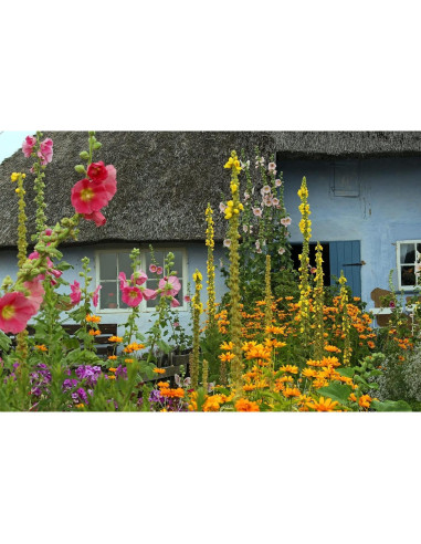 Té de Hoja de Mullein 100% Natural Verbascum Thapsus 30g