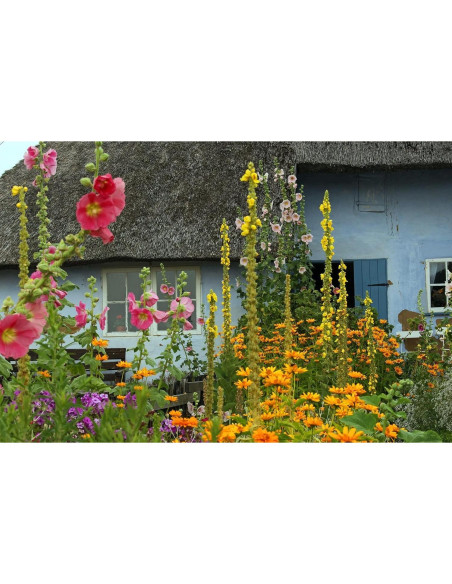 Té de Hoja de Mullein 100% Natural Verbascum Thapsus 30g