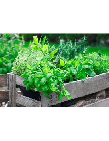 Jabón de Leche de Cabra BOGUE No.11 Jardinero XL 170g