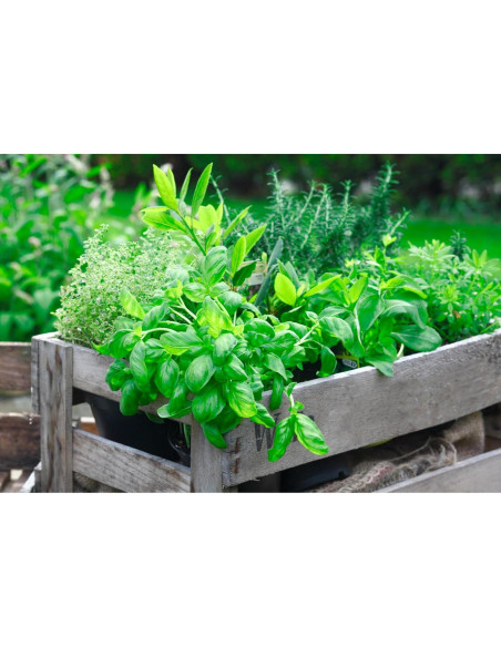 Jabón de Leche de Cabra BOGUE No.11 Jardinero XL 170g Jabón de Leche de Cabra BOGUE No.11 Jardinero XL 170g