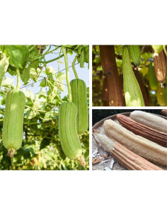 Esponja de Lufa Natural Orgánica HillSpring - Set de 4 2