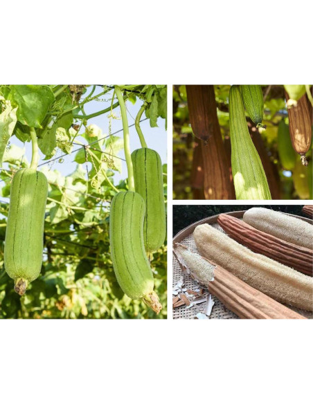 Esponja de Lufa Natural Orgánica HillSpring - Set de 4