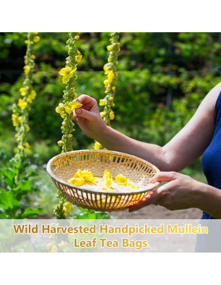 50 Bolsitas de Té de Hoja de Mullein Orgánico - Detox Pulmones