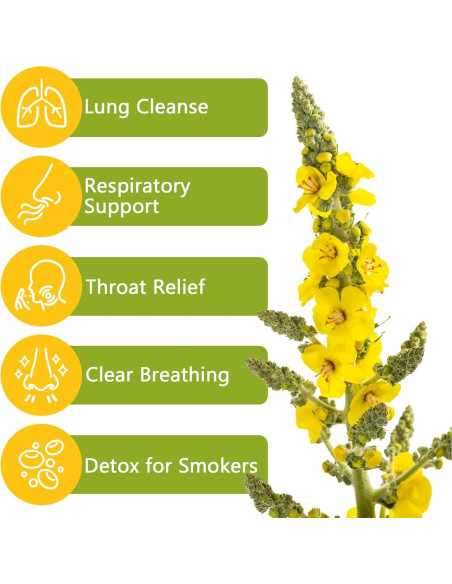 50 Bolsitas de Té de Hoja de Mullein Orgánico - Detox Pulmones
