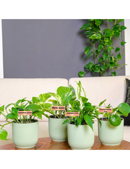 50 Etiquetas de Plantas de Metal Doradas LOSYHU 10.2 cm 50 Etiquetas de Plantas de Metal Doradas LOSYHU 10.2 cm