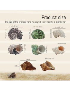 Conchas de Cangrejo Ermitaño WishLotus - Set de 4 Piezas Naturales 2