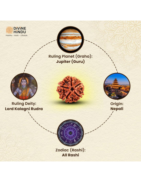 Mala de Rudraksha 5 Mukhi Original con Bolsa de Japa 8mm