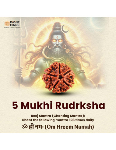 Mala de Rudraksha 5 Mukhi Original con Bolsa de Japa 8mm