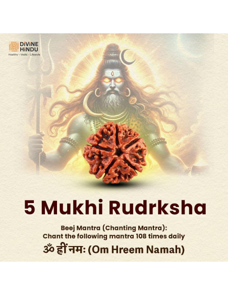Mala de Rudraksha 5 Mukhi Original con Bolsa de Japa 8mm