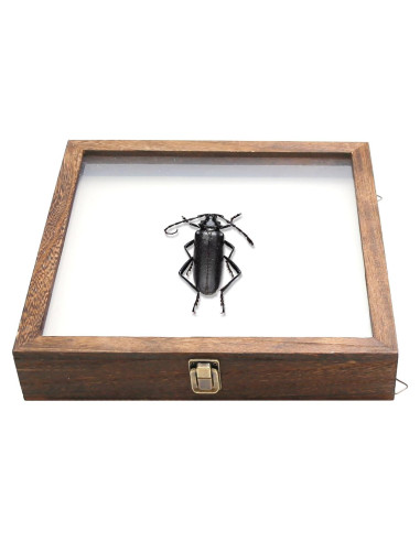 Caja de Sombra Rectangular Saihisday 11x14 cm Marco Negro