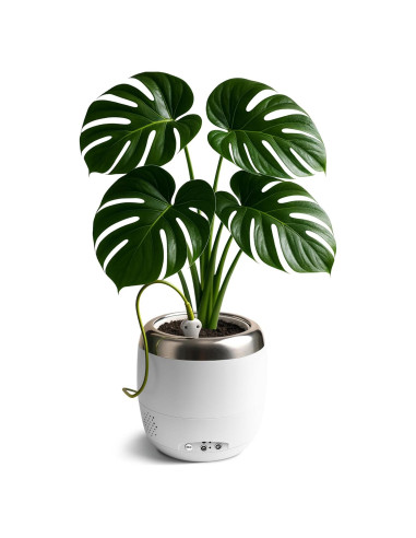 Maceta Robótica PlantPetz Blanca 10cm - Interactiva y Musical