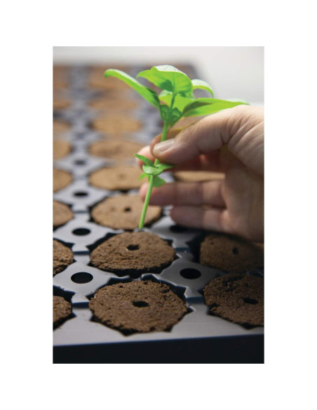 Tapones Rapid Rooter General Hydroponics para Enraizamiento - 50 Unidades