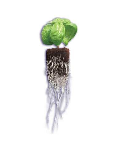 Tapones Rapid Rooter General Hydroponics para Enraizamiento - 50 Unidades