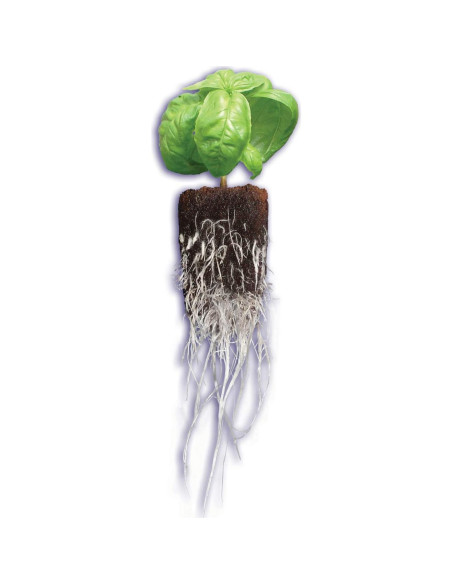 Tapones Rapid Rooter General Hydroponics para Enraizamiento - 50 Unidades