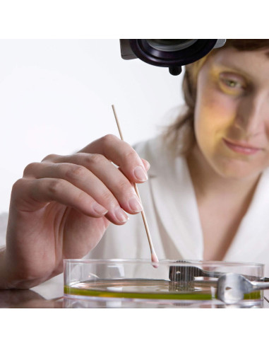 Bastones de Algodón Tbestmax 15 cm - 500 Pcs Estériles