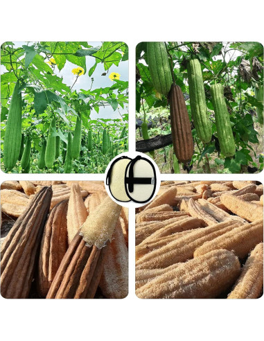 Esponja de Lufa Natural Fepgsy - Grande 17.8cm x 13cm - Exfoliante