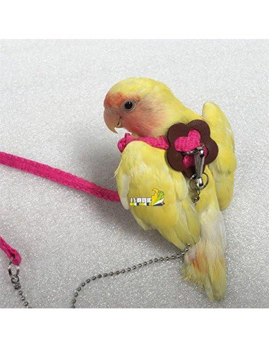 Conjunto Arnés y Correa Hypeety para Dragón Barbudo Reptiles