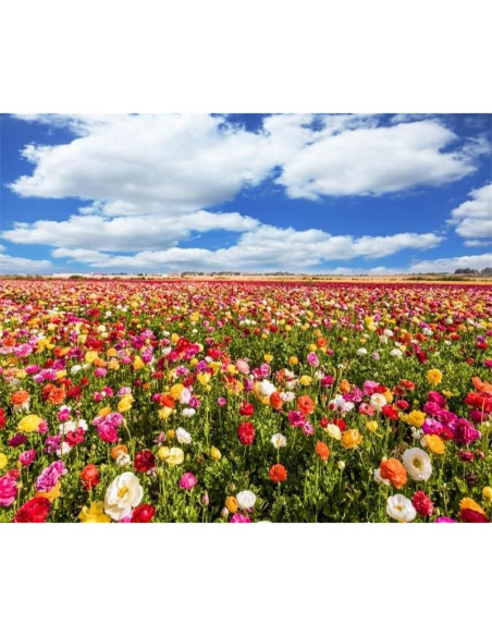 Fondo de Fotografía Hraiufc Campo de Flores 300x250cm