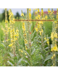 Té Herbal de Mullein 30 Bolsitas - Sin Cafeína y Azúcar 2