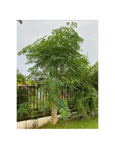 Planta Viva de Moringa ELLA'S HOMES 15-20 cm para Cultivar Planta Viva de Moringa ELLA'S HOMES 15-20 cm para Cultivar