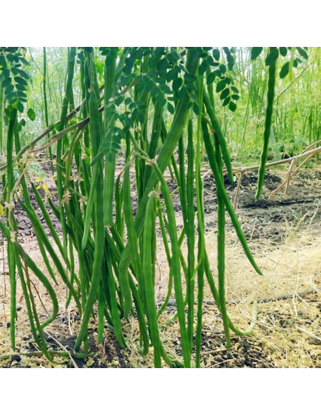 Planta Viva de Moringa ELLA'S HOMES 15-20 cm para Cultivar Planta Viva de Moringa ELLA'S HOMES 15-20 cm para Cultivar