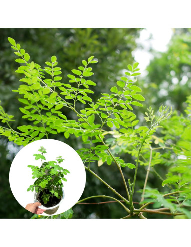 Planta Viva de Moringa ELLA'S HOMES 15-20 cm para Cultivar