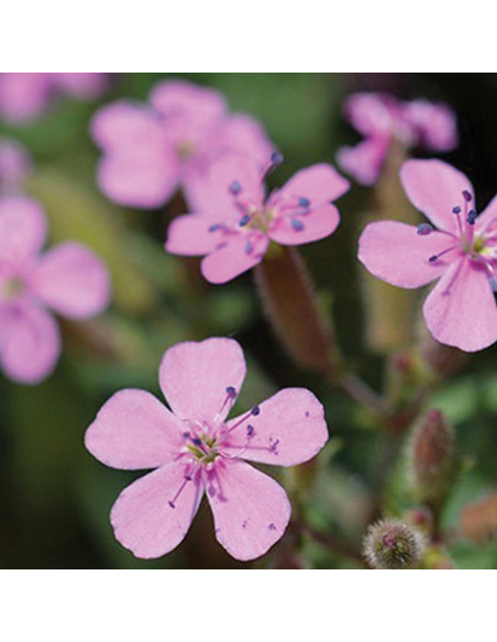 Gel Balsámico Purificante Facial Vegano YASOU 130g