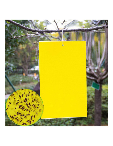 20 Trampas Adhesivas Doble Cara FULLSEXY 15.24x20.32cm Insectos