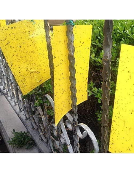 20 Trampas Adhesivas Doble Cara FULLSEXY 15.24x20.32cm Insectos