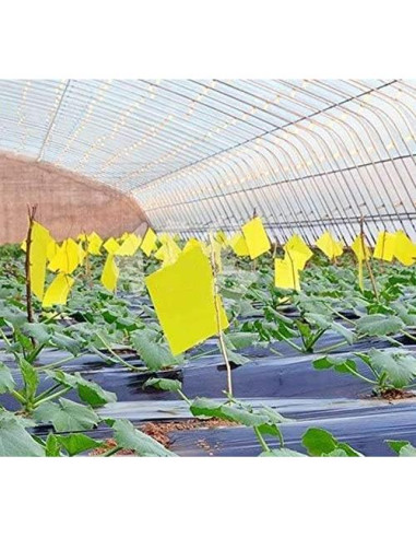 20 Trampas Adhesivas Doble Cara FULLSEXY 15.24x20.32cm Insectos